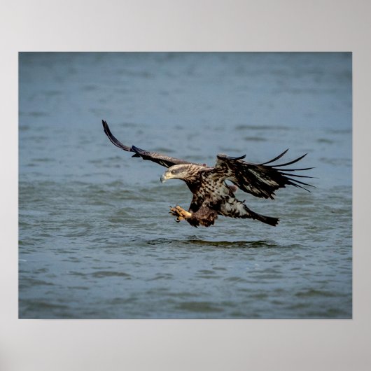 Poster Immature Bald Eagle plongée pour un poisson (Devant)