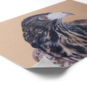 Poster Immature Harris Hawk (Coin)