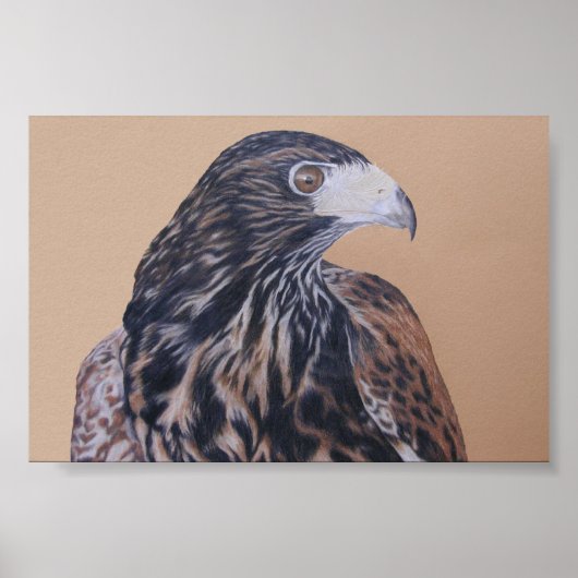 Poster Immature Harris Hawk (Devant)