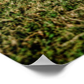 Poster Impala (Coin)