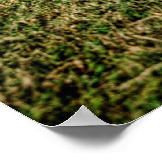 Poster Impala (Coin)