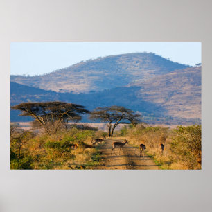 Poster Impala (Aepyceros Melampus), Hluhluwe-Umfolozi