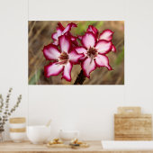 Poster Impala Lily (Adenium Multiflorum), Kruger (Cuisine)