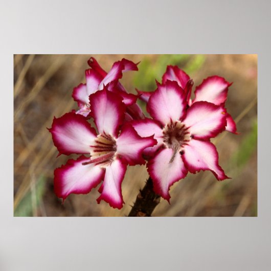 Poster Impala Lily (Adenium Multiflorum), Kruger (Devant)