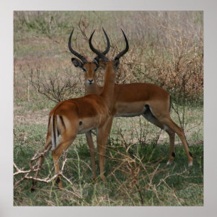 Poster Impalas sur le Serengeti - Imprimer