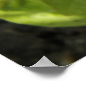 Poster Impatiens rose foncé (Coin)