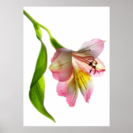 Poster Impression/affiche d'art d'enchantement (Devant)