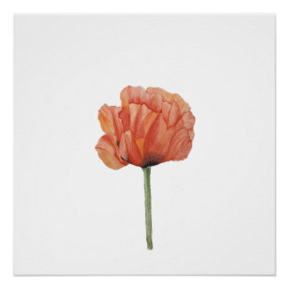 Poster Impression botanique à l'aquarelle de coquelicot r