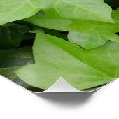 Poster Impression botanique verte Ivy (Coin)