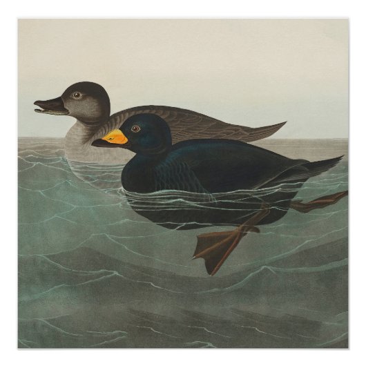 Poster Impression de Macreuse noire d'Audubon : Canard cô (Devant)
