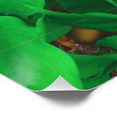 Poster Impression de phot du chat de point de vue mignon (Coin)