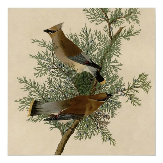 Poster Impression d'oiseau de John James Audubon Jaseur d (Devant)