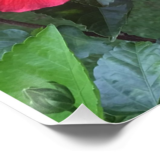 Poster Impression Hibiscus (Coin)