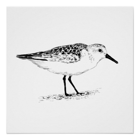 Poster impression monochrome de bécasseau (Devant)