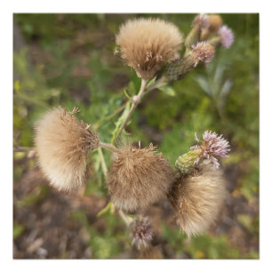 Poster Impression photo botanique de chardon sauvage rust