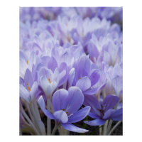 Impression sur toile de crocus enveloppé