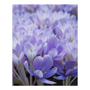 Poster Impression sur toile de crocus enveloppé