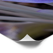 Poster Impression sur toile de crocus enveloppé (Coin)