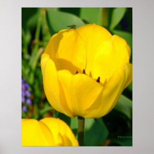 Poster impression, TULIPES JAUNES, JACINTES VIOLETTES, FE