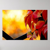 Poster Impressionnant feuille de vigne rouge dans le jard (Devant)