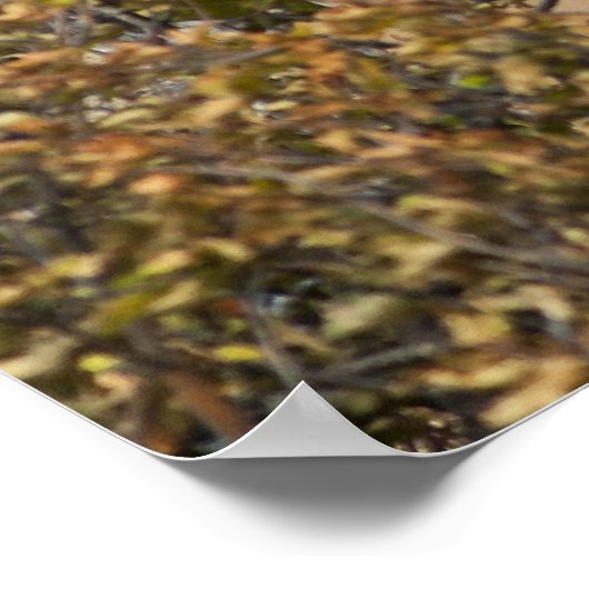 Poster Impressionnant orignal (Coin)