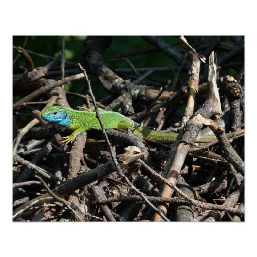 Poster Impressions photo de lézard vert (Devant)