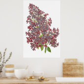 Poster IMPRIMANTE BOTANIQUE Lilac PREMIUM (Cuisine)