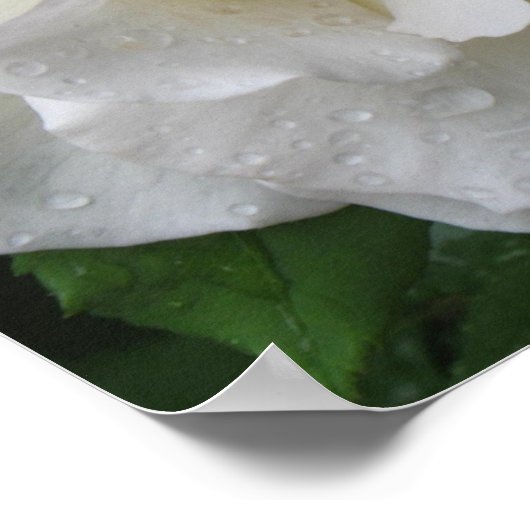 Poster Imprimantes d'affiches de rose blanche (Coin)