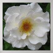 Poster Imprimantes d'affiches de rose blanche (Devant)