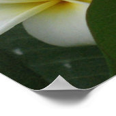 Poster Imprimantes d'affiches Frangipanis (Coin)