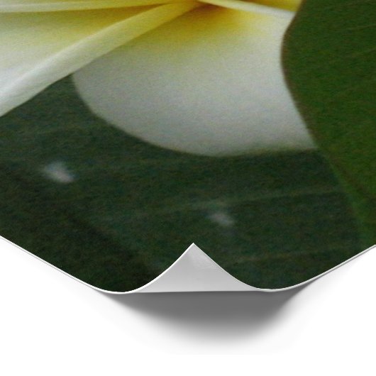 Poster Imprimantes d'affiches Frangipanis (Coin)