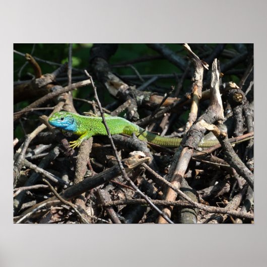Poster Imprimantes photo Lizard vert (Devant)