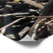 Poster Imprimantes photo Lizard vert (Coin)