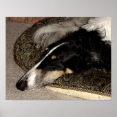 POSTER IMPRIMATION BORZOI (Devant)