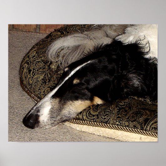 POSTER IMPRIMATION BORZOI (Devant)