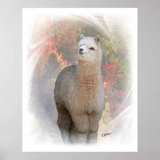 Poster Imprimé Alpaca automne (Devant)