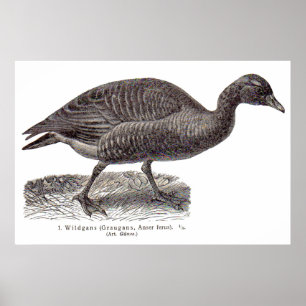 Poster imprimé aviaire allemand antique Oie sauvage Wildg