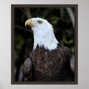 Poster Imprimé Bald Eagle Art -20x24 -ou plus petit