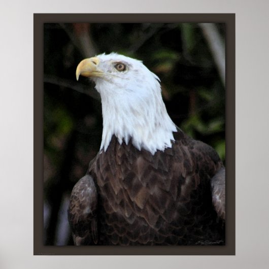 Poster Imprimé Bald Eagle Art -20x24 -ou plus petit (Devant)