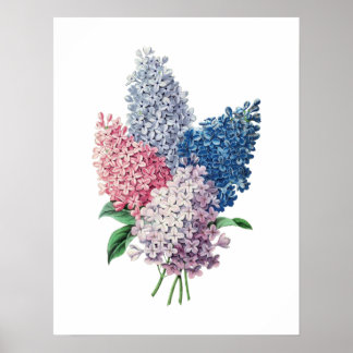 Poster imprimé botanique de bouquet LILACS
