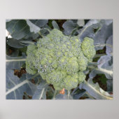 Poster Imprimé Brocoli (Devant)