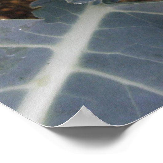 Poster Imprimé Brocoli (Coin)