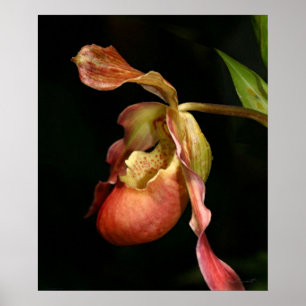 Poster Imprimé de l'orchidée Lady's-Slipper -20x24 -ou pl