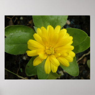 Poster Imprimé de Souci Jaune Clair