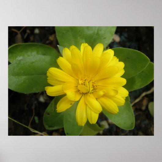 Poster Imprimé de Souci Jaune Clair (Devant)