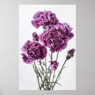 Poster imprimé d'oeillets violets