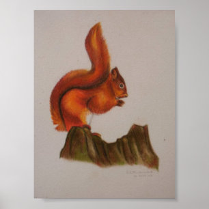 Poster Imprimé écureuil rouge