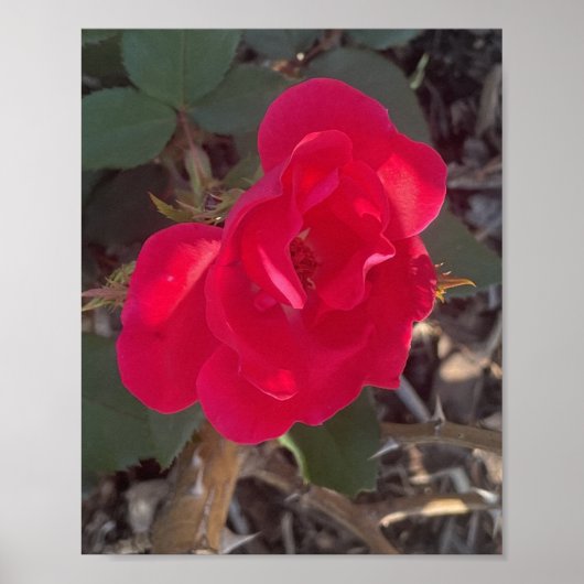 Poster imprimé floral rouge grisé (Devant)