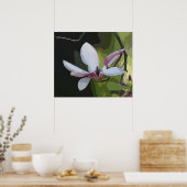 Poster Imprimé japonais Magnolia Art -24x20 -ou plus peti (Cuisine)