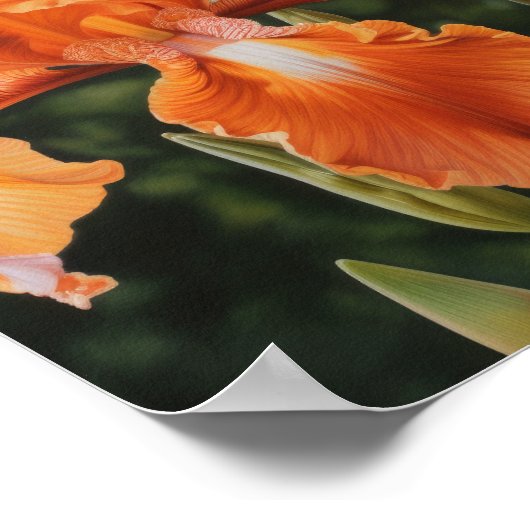 Poster imprimé Orange Irises (Coin)